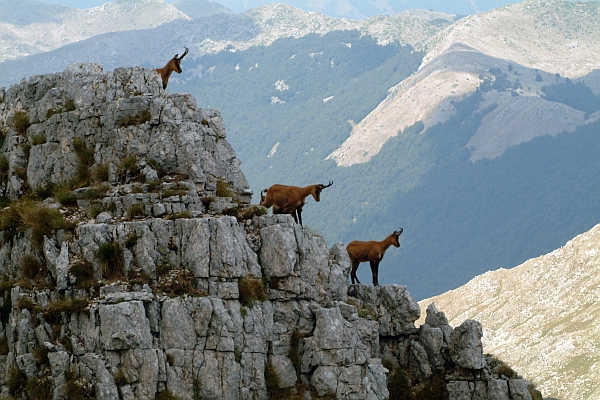 Camoscio d''Abruzzo Rupicapra pyrenaica ornata